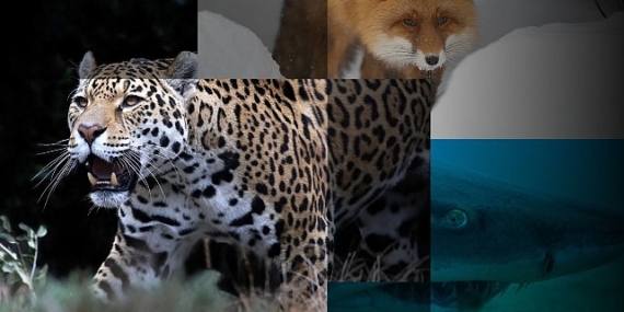 ‘Muhteşem Yırtıcılar Özel’ 27 Nisan Cumartesi Günü 20.00’de National Geographic WILD Ekranlarında!
