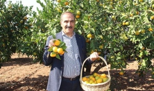 narenciye-sektoru-kktcde-gorulen-yesillenme-hastaliginin-turkiyeye-sicramamasi-icin-topyek-n-mucadele-istiyor-M4H5f2Ti.jpg