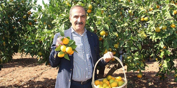 Narenciye sektörü KKTC’de görülen yeşillenme hastalığının Türkiye’ye sıçramaması için topyekûn mücadele istiyor