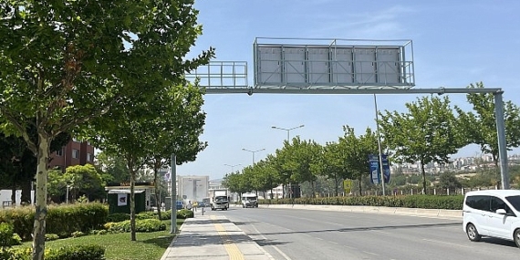 Ağaçlar taşınarak koruma altına alınacak