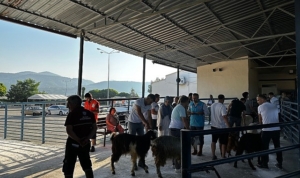 buyuksehir-mezbahalari-kurban-bayramina-hazir-diJjDlc1.jpg