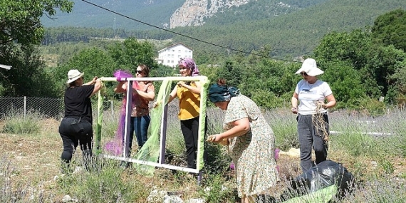 Kemer’de lavanta tanıtım etkinlikleri başlıyor