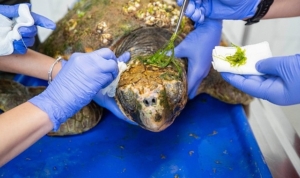 korfezdeki-yarali-caretta-caretta-kurtarildi-sqdgmWdF.jpg