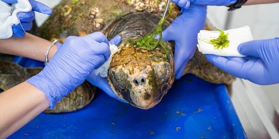 Körfez’deki yaralı Caretta caretta kurtarıldı