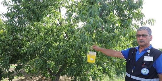 Narenciye İhracatına Büyükşehir Desteği