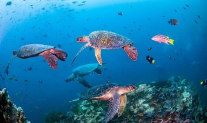 novotel-wwf-ile-okyanus-koruma-ortakligini-duyurdu-y22632OW.jpg