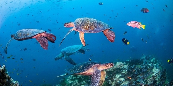 Novotel, WWF İle Okyanus Koruma Ortaklığını Duyurdu