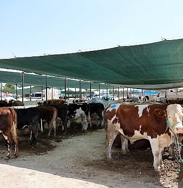 selcuklu-belediyesi-yaklasan-kurban-bayrami-oncesinde-vatandaslarin-ve-saticilarin-faydalanabilecegi-kurban-satis-yerinde-calismalarini-UX19wJdy.jpg