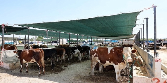 Selçuklu Belediyesi yaklaşan Kurban Bayramı öncesinde vatandaşların ve satıcıların faydalanabileceği kurban satış yerinde çalışmalarını tamamladı