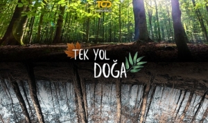 todda-haziranda-yaz-senligi-var-uvb6KpZv.jpg