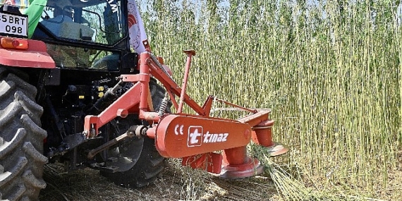 İzmir’de İlk Defa İzinli ve Kontrollü Olarak Lif ve Tohum Üretimi Amacıyla Yetiştirilen Kenevirin Hasadı Gerçekleştirildi