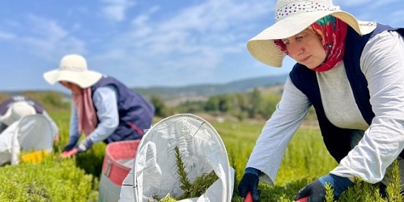Kocaeli’de biberiye hasadı başladı