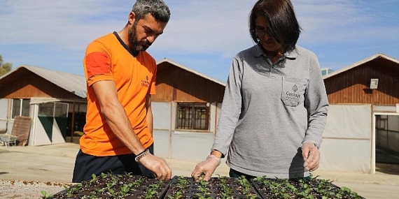 Çansera’da Kışlık Çiçek Üretimi Başladı