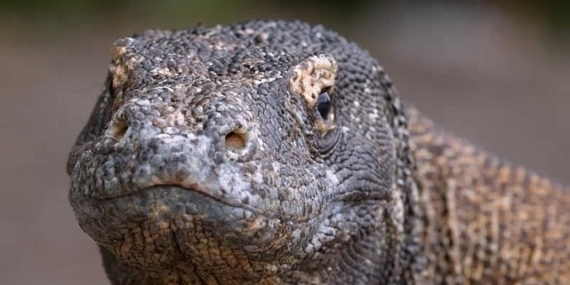 Muhteşem Komodo Ejderi’nin Dünyasında Bir Yolculuğa Çıkartan ‘Ejderhalar Ortaya Çıkıyor’ 27 Ekim Pazar Günü 20.00’de National Geographic WILD Ekranlarında!