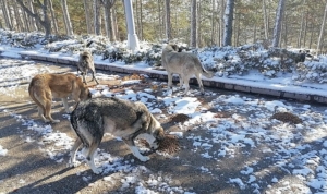 soguk-kis-gunlerinde-can-dostlar-unutulmadi-A9Kyh9Wg.jpg