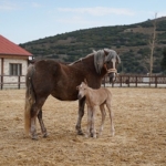 alia-parkin-ilk-tayi-dunyaya-geldi-C9P9hC24.jpg