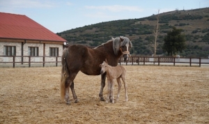 alia-parkin-ilk-tayi-dunyaya-geldi-C9P9hC24.jpg