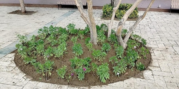 Büyükşehir’den Manisa’nın Yeşil Alanlarına Peyzaj Düzenlemesi