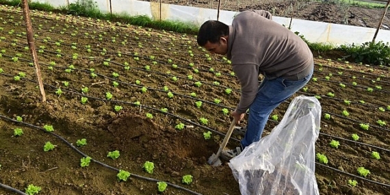 Hümik Asit Uygulamasıyla Verimli Topraklar, Sağlıklı Ürünler