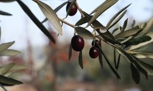 urla-zeytin-ve-sanat-festivali-qZf3wiN2.jpg