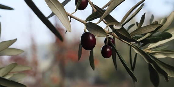 Urla Zeytin Ve Sanat Festivali