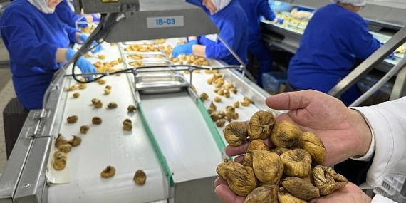 Kuru incirin ortalama ihraç fiyatı 6 bin doları aştı