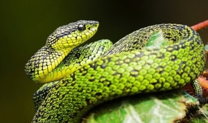 national-geographic-now-sec-izle-servisinin-mart-ayi-temasi-yilanlar-CNWvkAFA.jpg