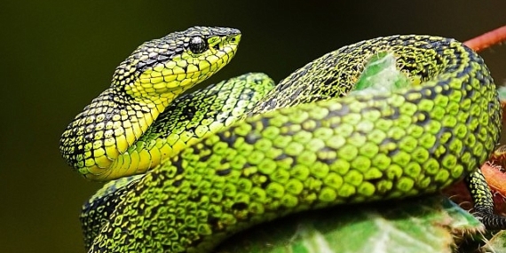 National Geographic NOW Seç-İzle Servisi’nin Mart Ayı Teması ‘Yılanlar’…