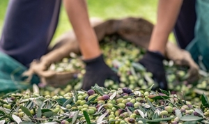 zeytin-ve-zeytinyagi-sektorunde-verimlilik-artiracak-avrupa-birligi-projesi-lfddGwj2.jpg