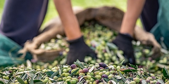 Zeytin ve zeytinyağı sektöründe verimlilik artıracak Avrupa Birliği Projesi