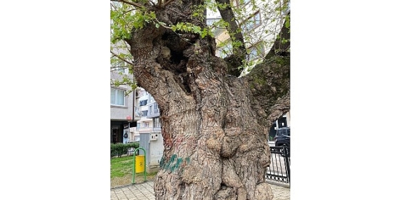 Asırlık ağacın yaraları sarıldı