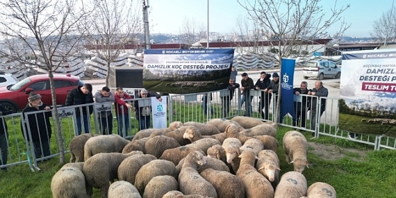 Büyükşehir’den üreticilere damızlık koç desteği