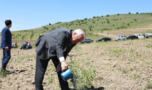 nilufer-belediyesi-konakliya-800-zeytin-fidani-dikti-ruiSOgJs.jpg