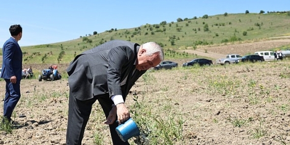 Nilüfer Belediyesi Konaklı’ya 800 zeytin fidanı dikti