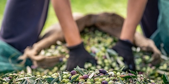 30 bin kilometre uçtular Türkiye’nin Avustralya’ya zeytin ve zeytinyağı ihracatını yüzde 143 artırdılar