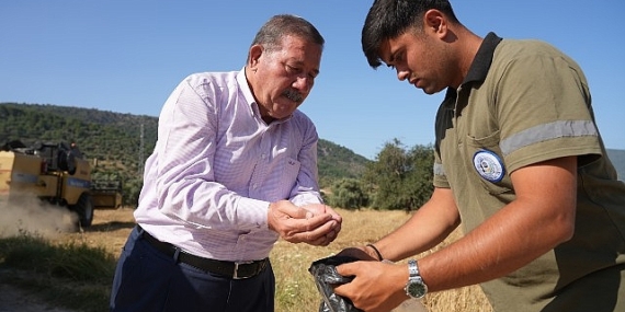 Milas Belediyesi Karakılçık Buğday Hasadı Gerçekleştirdi