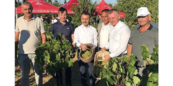 Başkan Büyükakın, İzmit’te üzüm hasadına katıldı