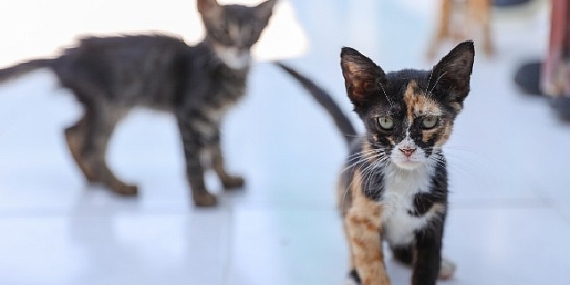 Buca’daki can dostlar sizi bekliyor