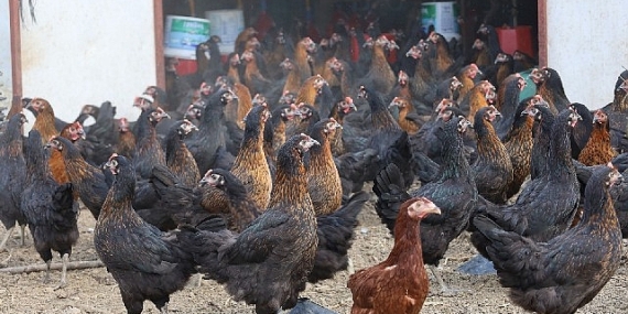 Büyükşehir, yüzde 50 hibeli 16 bin tavuk dağıttı