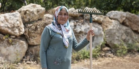 Yenişehir Belediyesinin desteğiyle safran üreticisi sayısı artıyor