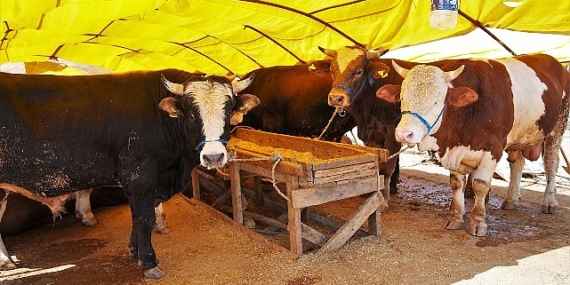 Keçiören’de Kurban Satış Alanı Başvuruları Başlıyor